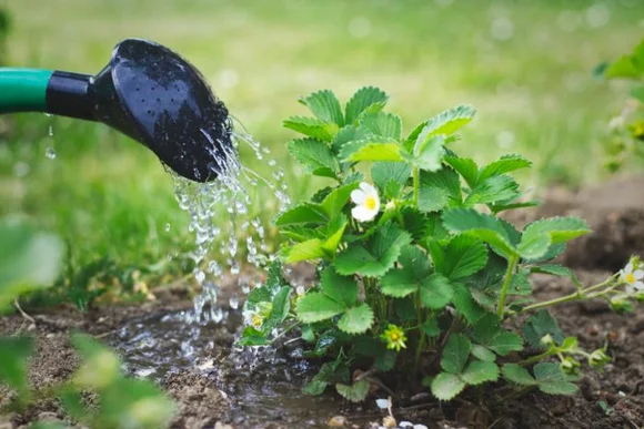 Erdbeerpflanze wird gegossen